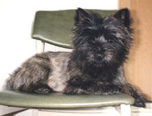 Cairn Terrier Watson of Barnsley