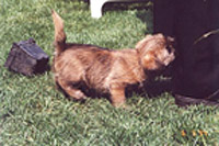 Cairnterrier Welpe 6 Wochen
