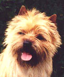 Cairn Terrier I`m Willy Willow of Barnsley