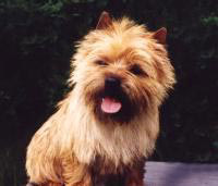 I´m Willy Willow of Barnsley (Bruder zu Liz und Reverly)