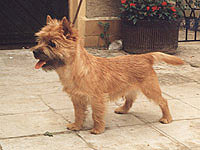 Cairn Terrier I`m Willy Willow of Barnsley