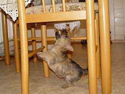 Cairn Terrier Welpe
