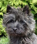 Cairn Terrier Xantia from Mount Kilbride