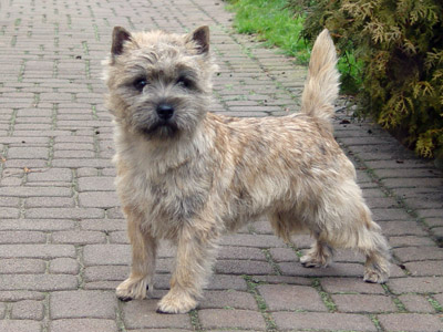 Cairn Terrier of Barnsley