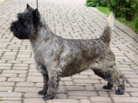 Cairn Terrier