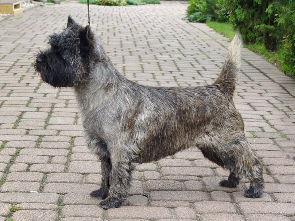 Cairn Terrier of Barnsley