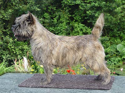 Cairn Terrier of Barnsley