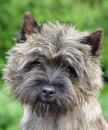 Cairn Terrier of Barnsley