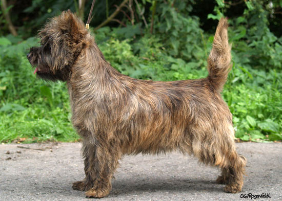 Cairn Terrier of Barnsley