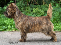 Cairn Terrier