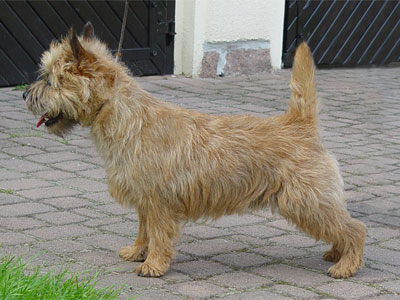 Cairn Terrier Solid Gold of Barnsley