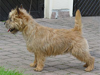Cairn Terrier