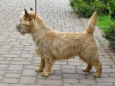 Cairn Terrier Solid Gold of Barnsley
