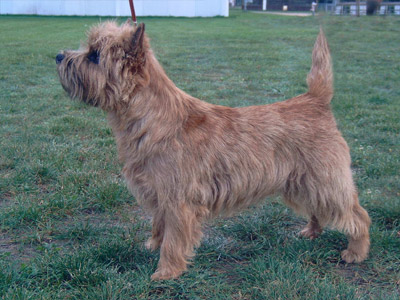 Cairn Terrier Solid Gold of Barnsley