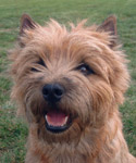 Cairn Terrier