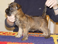 Cairn Terrier Welpe
