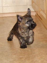Cairnterrier