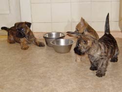 Cairn Terrier Welpe