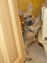 Cairn Terrier Welpen