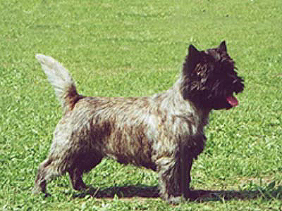 Cairn Terrier Zimzelen of Barnsley
