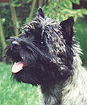 Cairn Terrier Zimzelen of Barnsley